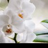 Sfaturi de îngrijire a orhideelor. Ce trebuie să facem pentru ca planta să rămână înflorită cât mai mult timp