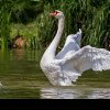 Suspiciuni de gripă aviară în București: o lebădă a fost găsită moartă într-un parc
