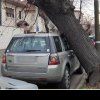 Un copac masiv a căzut din senin peste o mașină parcată pe o stradă din Sectorul 1 al Capitalei. În apropiere se află o grădiniță