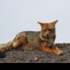 Urgență în Satu Mare: Al doilea focar de rabie la vulpe declanșează mesaje RO-ALERT