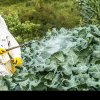 Veste uriașă pentru producătorii români. Uniunea Europeană face un pas înapoi în privința pesticidelor
