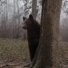 Bărbat atacat de urs într-o pădure din Harghita. „L-a ajuns din spate, l-a târât”