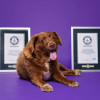 Bobi a fost deposedat de titlul de cel mai bătrân câine din lume. Guinness World Records spune că nu știe ce vârstă avea de fapt mastifful portughez