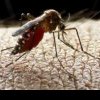 Cazurile de malarie de import sunt în creștere, avertizează Ministerul de Externe