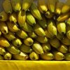 Criză de banane în Rusia din cauza sistării importurilor din Ecuador, după ce sud-americanii au oferit Ucrainei echipament militar: „Le cultivăm la noi”