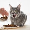 Cum să recunoști hrana de calitate pentru pisici? 3 sfaturi utile