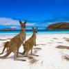 Curiozităţi despre Australia – Lucruri interesante şi mai puţin ştiute despre Ţara Cangurilor