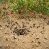 Curiozităţi despre furnici. 50 de lucruri pe care nu le știai despre furnici