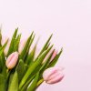 Limbajul și simbolismul florilor: semnificația florilor de primăvară