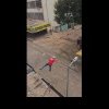 Momentul în care un bărbat supraponderal, cursant al unei școli de de pompieri, cade de pe tiroliană în timpul unui exercițiu, în Brazilia | VIDEO