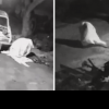 „Nu mi-a venit să cred când am văzut imaginile”. Momentul în care o „fantomă” fură un hidrofor de la o firmă de piese auto, în Brazilia | VIDEO