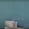 Un rechin a fost văzut în zona Portului Constanța. Biolog: „Este inofensiv. Nu trebuie să ne îngrijorăm”