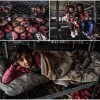 „Uneori ne dorim ca dimineața să nu vină”. Cum arată viața în cotețele de pui, în Gaza, acolo unde au ajuns să se refugieze chiar și copii | VIDEO
