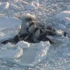 Video dramatic cu 13 orci, între ele 3 sau 4 pui, prinse în gheață, în largul coastelor Japoniei: „Păreau că se chinuie să respire”