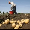 Producătorii de cartofi primesc bani de la stat
