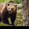 Zeci de urși au fost identificați în pădurile Sălajului