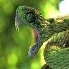 Oamenii de știință au descoperit un antidot universal împotriva veninurilor mortale de șarpe