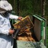 Ajutoare de stat pentru apicultori