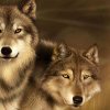 Alertă de lupi în municipiul Covasna