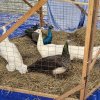 Eveniment unic la Râşnov: Expoziția zonală de păsări și animale mici de rasă