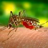 Managerul Spitalului de Boli Infecţioase din Capitală, după înmulţirea cazurior de malarie: Fiecare om care se pregăteşte să călătorească într-o zonă de risc trebuie să vină la cabinet să ne întrebe