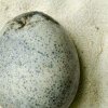 Un ou din perioada romană descoperit în Anglia conţine încă lichid