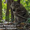 Ziua Mondială a Faunei Sălbatice va fi sărbătorită și la Grădina Zoologică Brașov