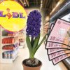 Cât costă buchetele de flori pentru 1 martie 2024 la Lidl. Preţurile nu se compară cu cele din florarii