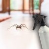 Cum scapi de păianjenii din casă. Soluţia ieftină care funcţionează fără cusur, e cea mai simplă variantă