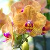 Regula de 10 zile care îţi asigură o orhidee plină de flori. Vor fi mai frumoase şi mai mari ca niciodată, ce trebuie să faci