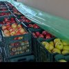 Se strică producția de mere din România în acest an? Alerta dată la Voinești, ce pericol este
