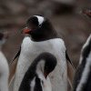 Alertă de sănătate în Antarctica: Gripa aviară pune în pericol pinguinii