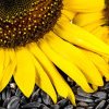 Cât pierde România pentru că floarea soarelui nu este procesată în țară, ci merge la export