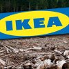 Ikea, aspru criticată în presa internațională: ”Un copac tăiat la fiecare 2 secunde”