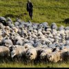 O nouă piață de desfacere pentru România! Unde vor pleca la export mii de ovine