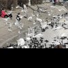 Suspiciune de gripă aviară la București, după descoperirea unei lebede moarte în Parcul IOR