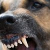 A fost reținut maramureșeanul care nu a oprit uciderea de către cainele său a unui câine fără stăpân