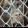 Animale în pericol: Zeci de dosare penale și amenzi uriașe aplicate în 2023, în Maramureș