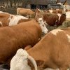 APIA Maramureș – Se depun cereri pentru bovine de carne și bubaline. Câți bani poți primi