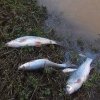 SIGHET – Sesizare penală legată de uciderea unor pești protejați de lege