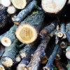 Silvicultori: Sectorul silvic din România este blocat din cauza procedurilor birocratice şi anomaliilor legislative