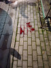 VIDEO| O femeie din Alba Iulia a fost mușcată de un câine, pe o stradă din oraș