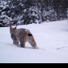 VIDEO| Splendoare în zăpadă. Ce mai mare și frumoasă felină din Europa, surprinsă în pădurile din Parcul Natural Apuseni