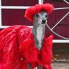 Tika ogarul, câinele haute-couture cu garderobă de 20.000 de dolari