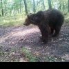 Alertă! Un urs îi pune din nou pe jar pe locuitorii comunei Răcăciuni
