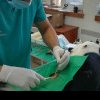 Campania gratuită de sterilizare a câinilor cu stăpân va avea loc în Bacău, pe 29 martie
