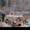 Percheziții domiciliare la bărbați din Brusturoasa și Agăș, suspectați de tăiere ilegală și furt de arbori