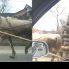 SCANDALOS! Un cal maltratat, fotografiat în apropiere de Bacău