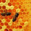 5 euro/familia de albine: Ajutor de stat aprobat de Guvern pentru sectorul apicol