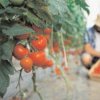 Comisia Europeană a aprobat avansul pentru schemele de ajutor pentru cultivatorii de tomate și usturoi